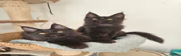 Maine Coon cats for sale: Maine coon Pedigree Kittens  - Advert 4