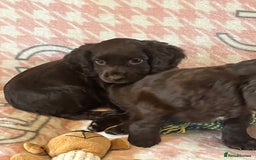 Cocker Spaniel dogs for sale: Cocker spaniel pups - Image 8