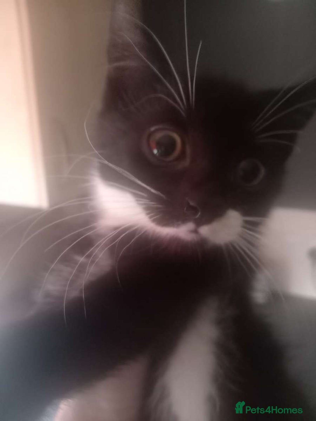 British Shorthair cats for sale: Kittens ready for their forever homes now - Image 9