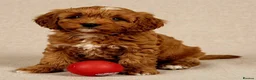 Cavapoo dogs for sale: Adorable F1 Cavapoo Puppies Available Now!!!!! - Advert 18