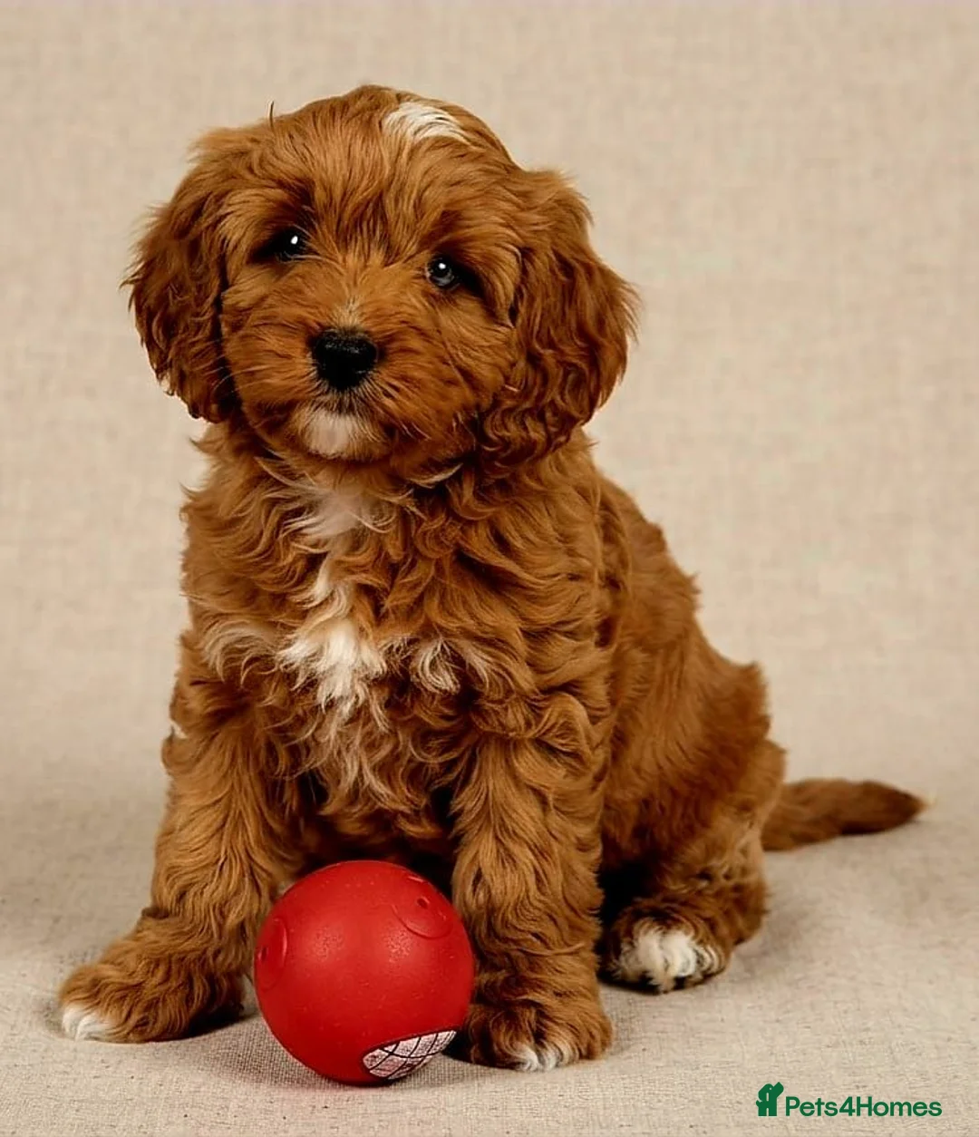Cavapoo dogs for sale: Adorable F1 Cavapoo Puppies Available Now!!!!! - Advert 18
