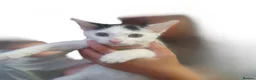 Mixed Breed cats for sale: Mixed breed kittens - Advert 9