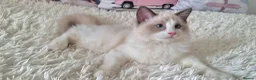 Ragdoll cats for sale: 💕Beautiful TICA Ragdolls Kittens 💕 - Advert 24