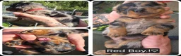 Mixed Breed dogs for sale: Dashweiler Puppies.!♡  - Advert 4