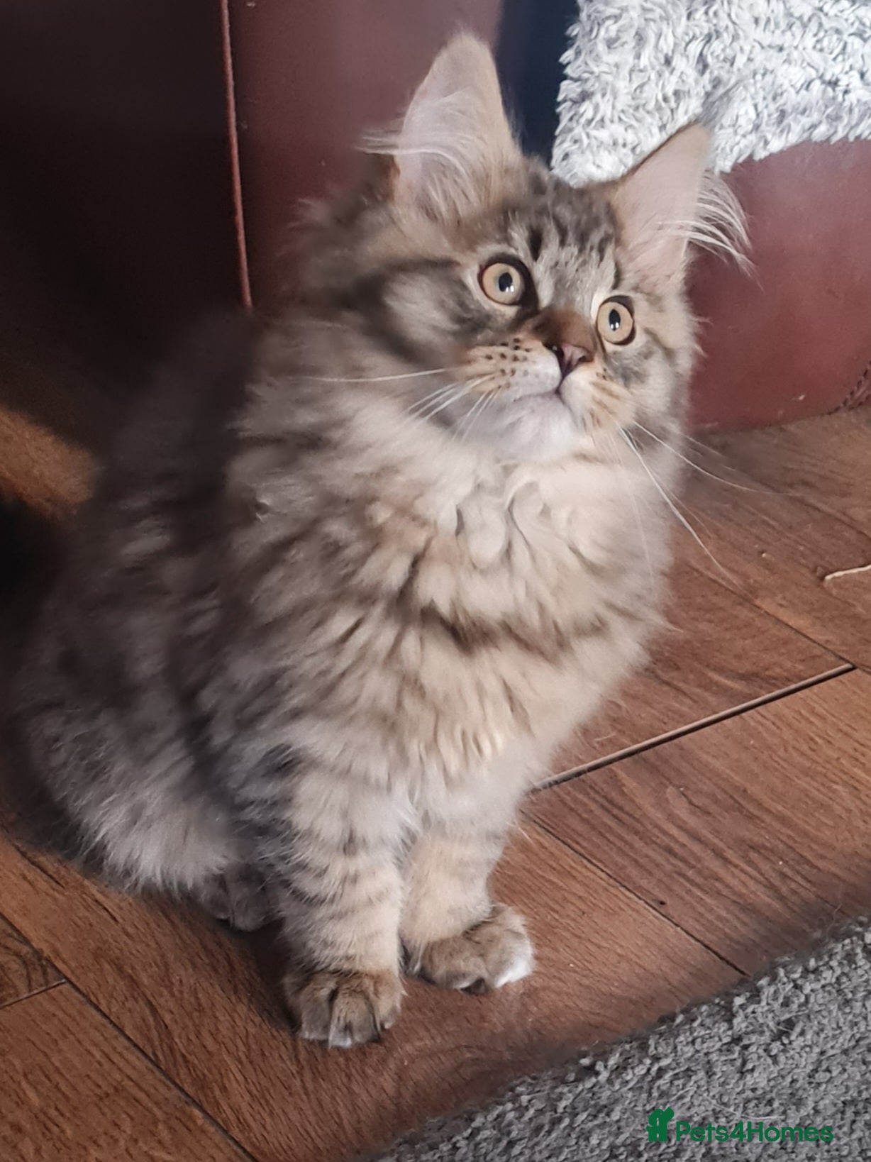 Maine Coon cats Beautiful Pedigree Mainecoons - Advert 15