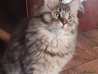 Maine Coon cats Beautiful Pedigree Mainecoons - Advert 16