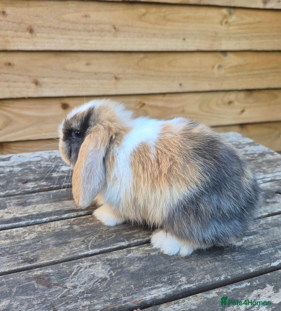 Mini Lop rabbits for sale: Baby mini lops - Image 10