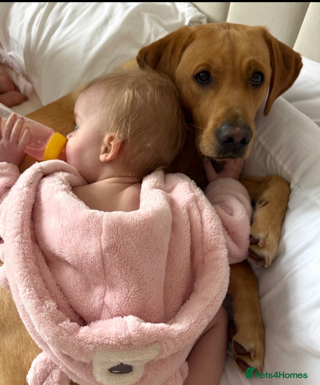 Labrador Retriever dogs for sale: Kc registered Labrador puppies available ⭐️⭐️⭐️⭐️ - Image 8