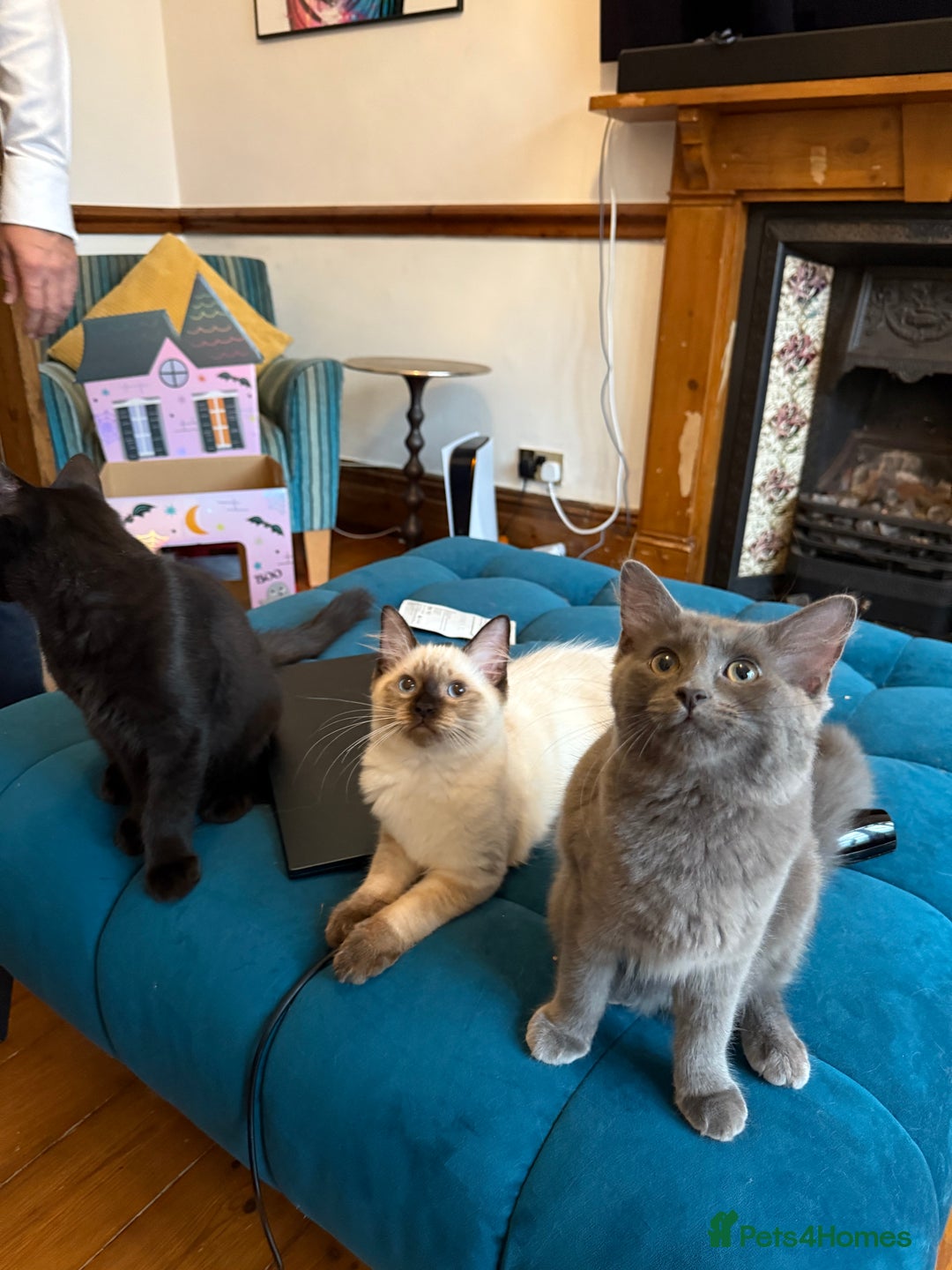 Ragdoll cats for sale: Ragdoll kittens for sale  - Image 8