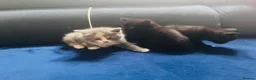 British Shorthair cats for sale: Beautiful Kittens Looking for Loving Homes  in Reading - Advert 10