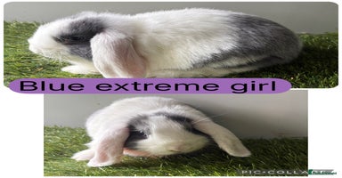 Mini Lop rabbits - Advert 5