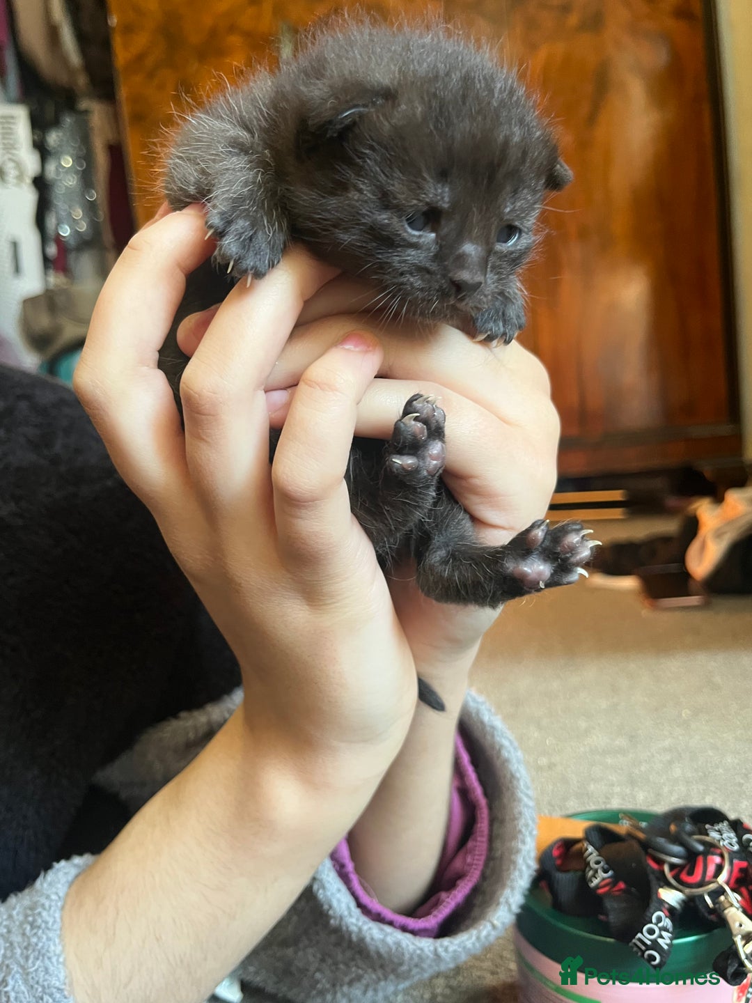 Mixed Breed cats for sale: 4 kitty’s searching for their 4ever home  - Advert 3