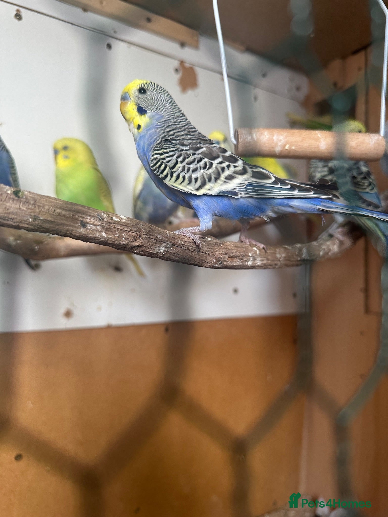 Budgerigars birds Lovely budgies males and females in Dagenham  - Advert 1
