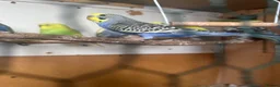 Budgerigars birds for sale: Lovely lutino pair in breeding condition and budgi - Advert 7