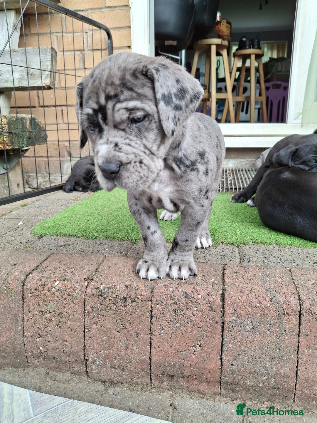 Mixed Breed dogs for sale: HARLEQUINN CANE CORSO X AMERICAN BULLDOGGE - Image 6