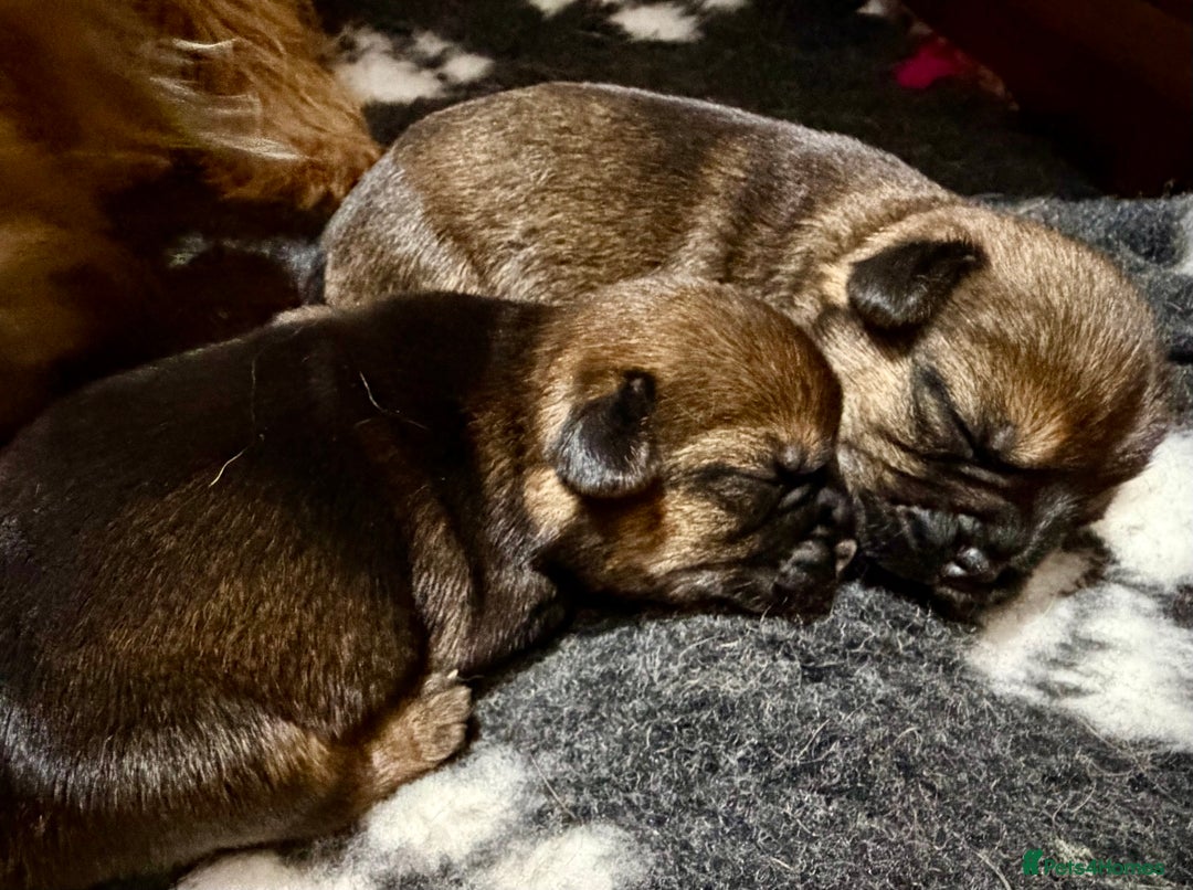 Border Terrier dogs for sale: Stunning Border Babies 🐾 Dog Training Family 🐾 - Advert 4