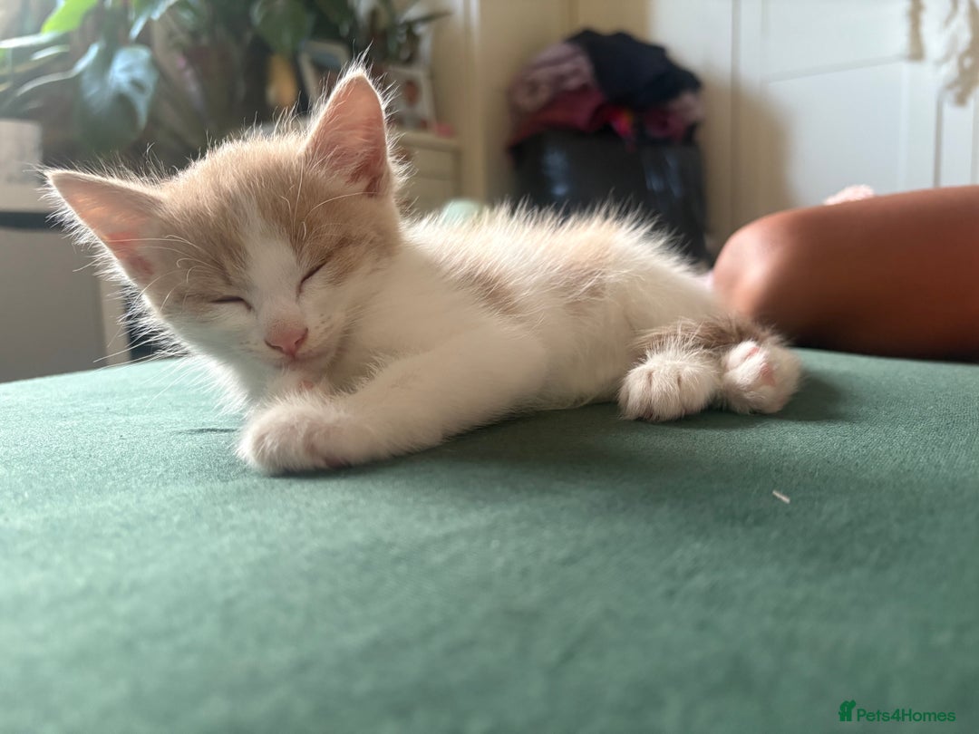 Mixed Breed cats for sale: Beautiful beige and white kitten. Ready to go.  - Image 6