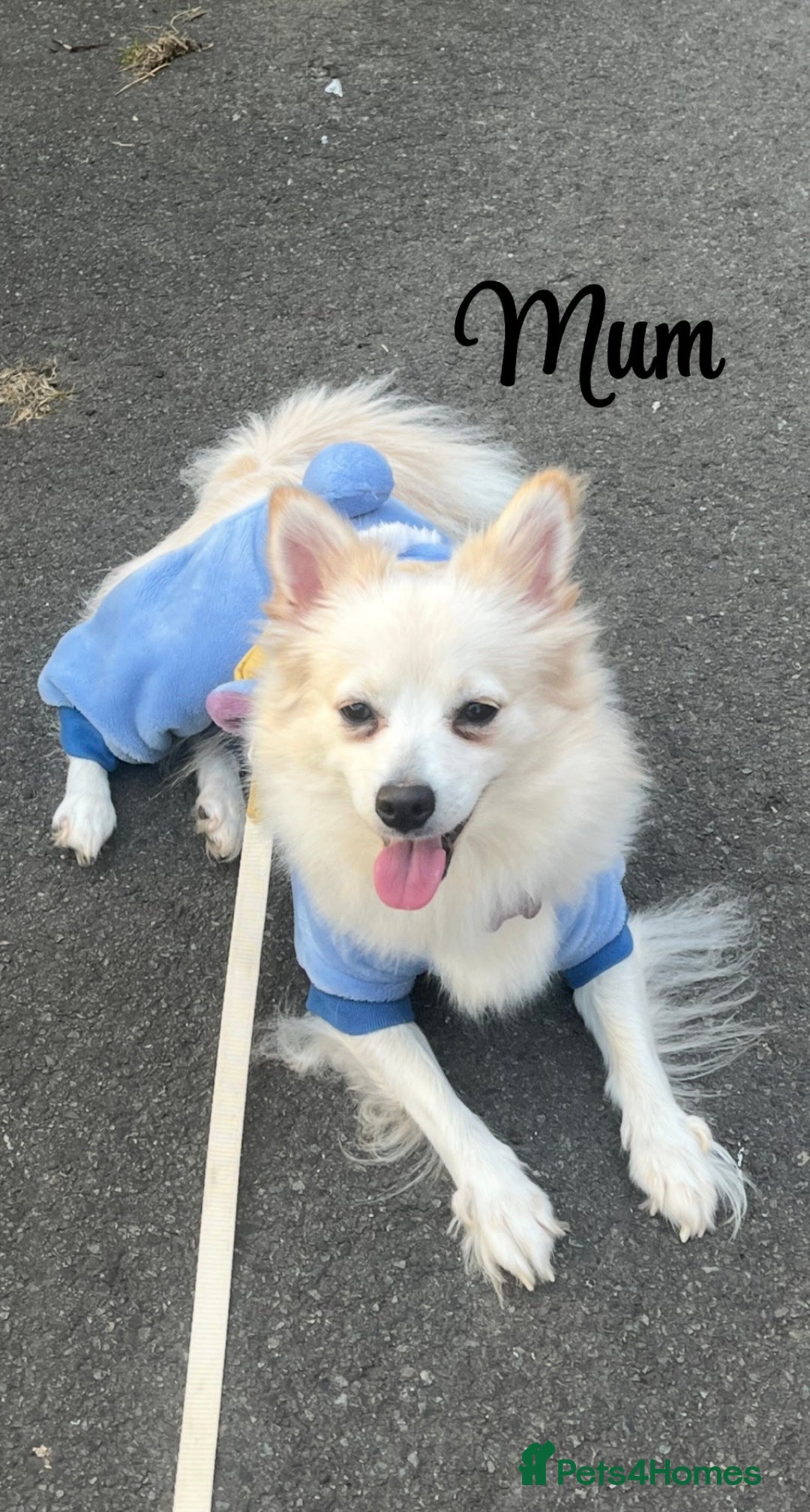 Pomchi dogs for sale: Pomchis  - Advert 4