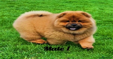 Chow Chow dogs Crufts pedigree litter Kc registered 07809707881  - Advert 1