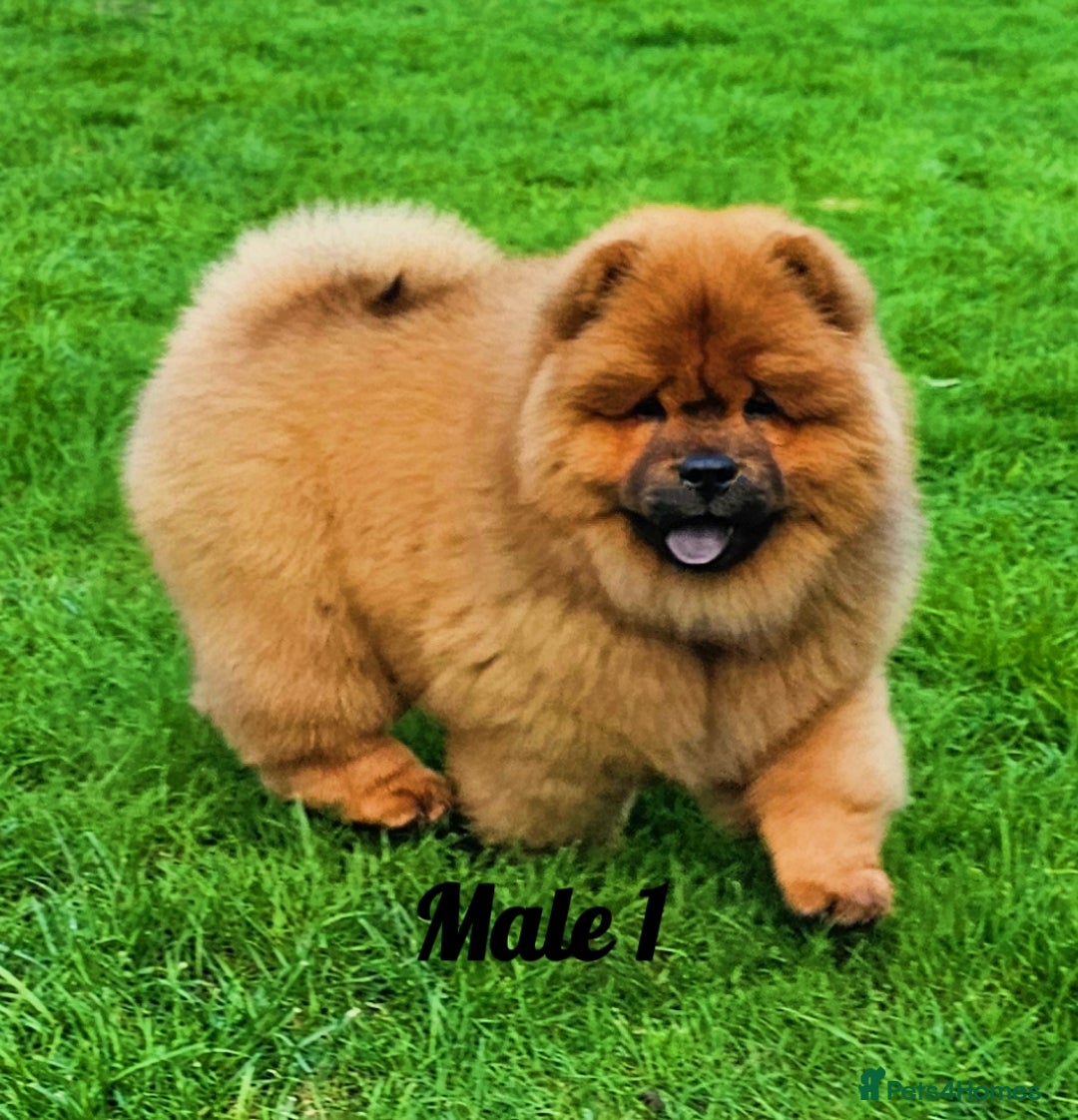 Chow Chow dogs for sale: Rare Crufts pedigree litter Kc registered  - Advert 2