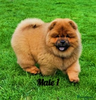 Chow Chow dogs Crufts pedigree litter Kc registered ** - Advert 2