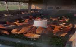 Chickens poultry for sale: Rescue Hens- collection this weekend - Image 1