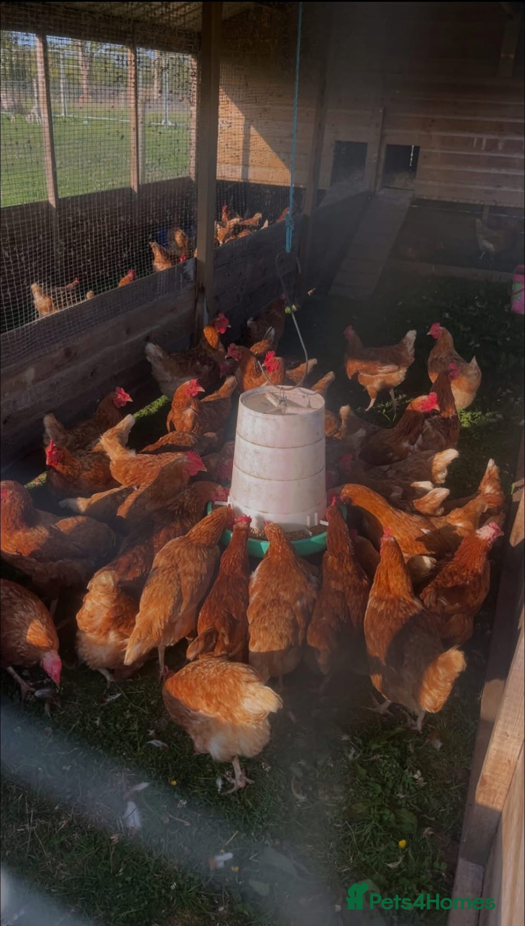 Chickens poultry for sale: Rescue Hens- collection this weekend - Image 1