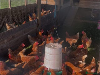 Chickens poultry - Advert 1