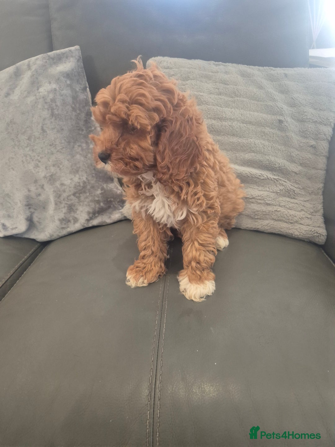 Cavapoo dogs for sale: Stunning Cavapoo Babies - ready this weekend - Image 17