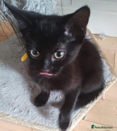 Mixed Breed cats KERRY, KENDAL, KODA, KEVIN - Advert 1