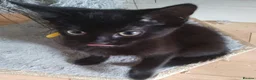 Mixed Breed cats for adoption: KERRY, KENDAL, KODA, KEVIN - Advert 1