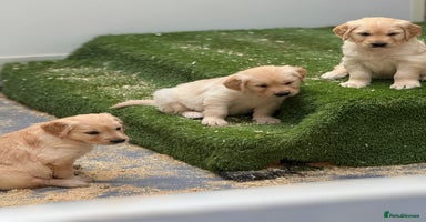 Golden Retriever dogs - Advert 14
