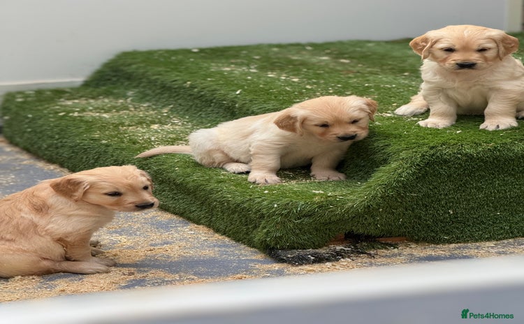 Golden Retriever dogs - Advert 3
