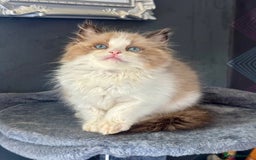 Ragdoll cats for sale: Tortie flame mink sepia cherubim tica females  - Image 3