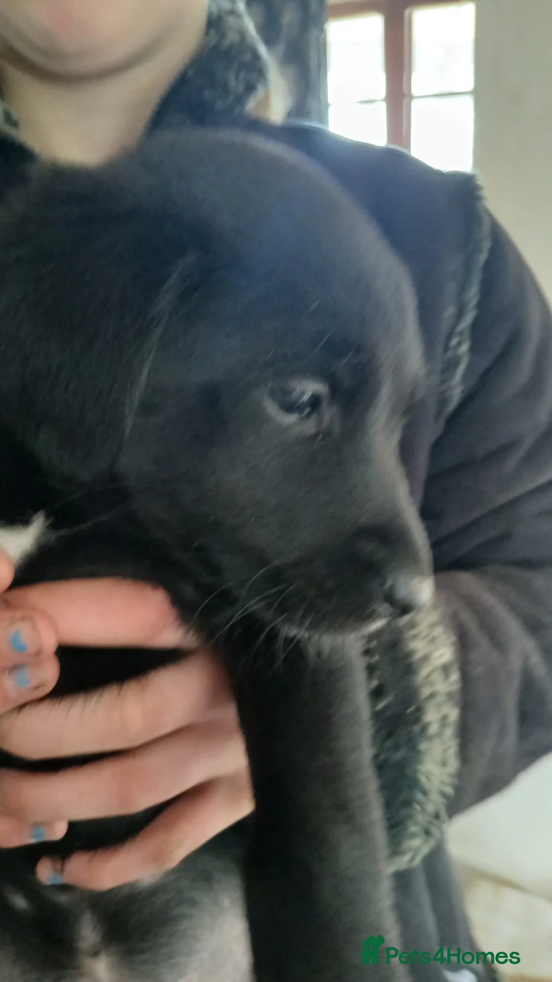 Borador dogs for sale: Labrador Cross Collie pups - Advert 2