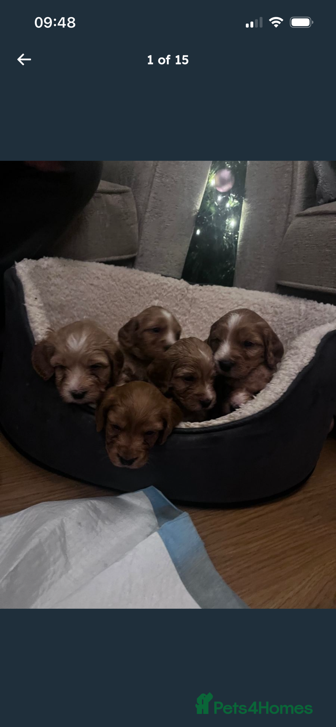 Cockapoo dogs for sale: F2 cockapoo puppies available  - Advert 1