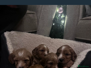 Cockapoo dogs F2 cockapoo puppies available - Advert 2