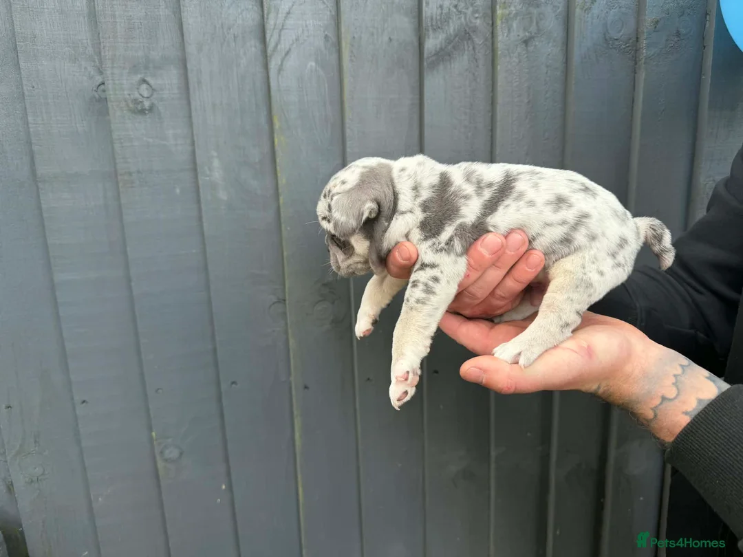 Frug dogs for sale: 4 beautiful frug puppies -  3/4 frenchie.  - Advert 23