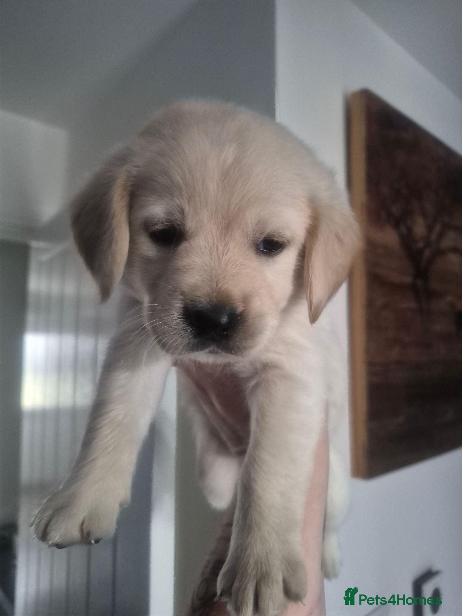 Goldador dogs Stunning F1 Goldador Puppies- Only 3 Females Left - Advert 4