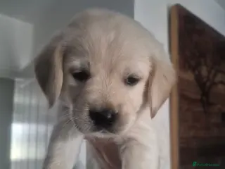 Goldador dogs Stunning F1 Goldador Puppies- Only 3 Females Left - Advert 4