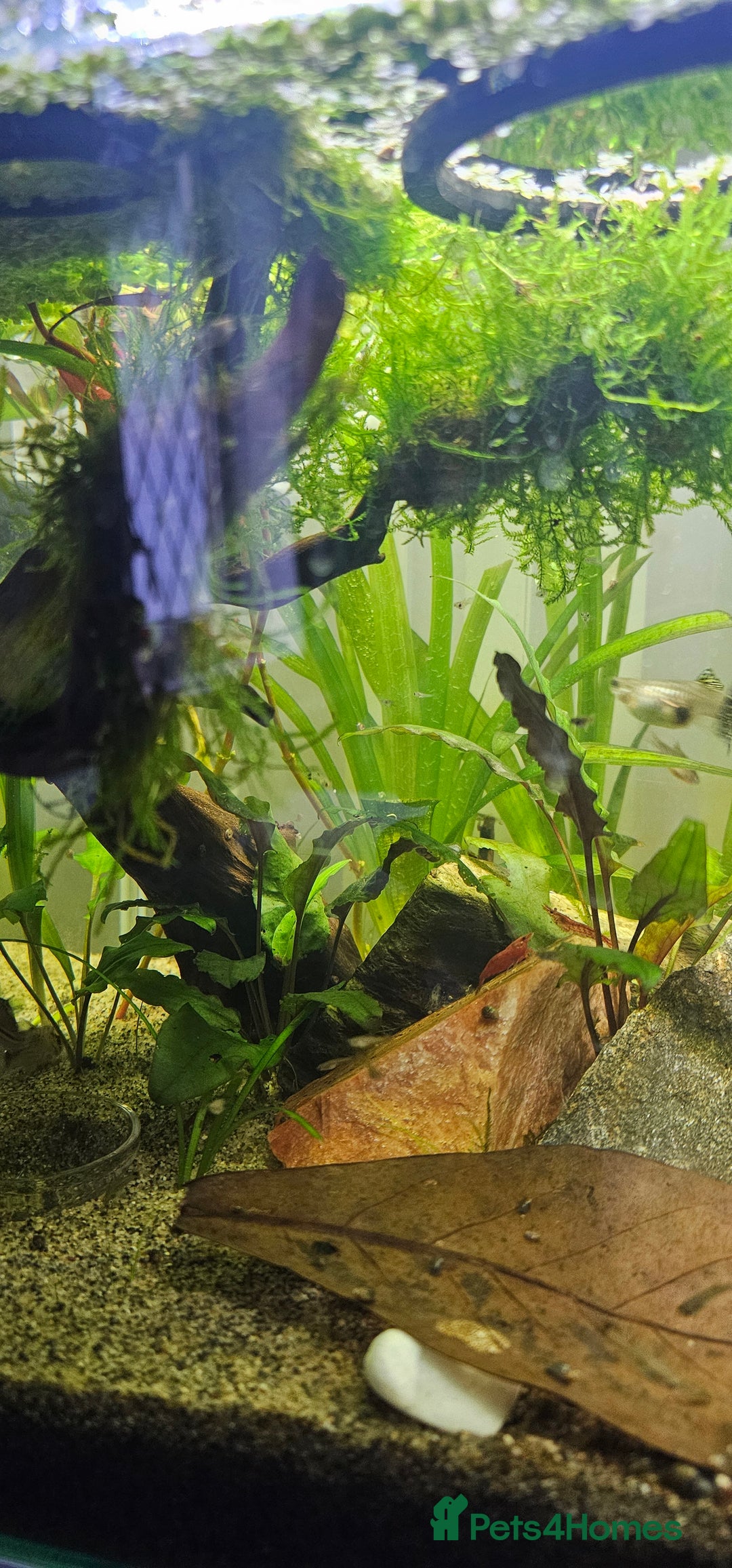 Other/Mixed Breed fish for sale: Guppy Fry/Babies For Sale - Advert 2