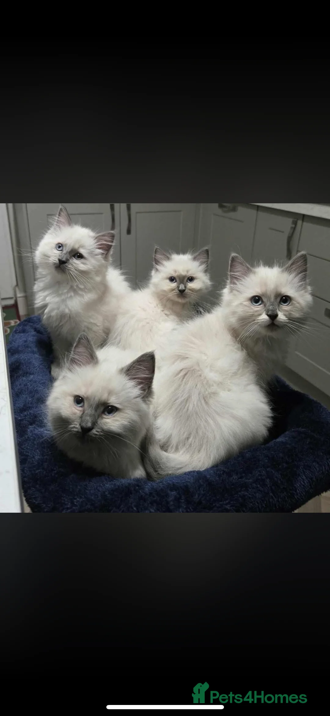 Ragdoll cats for stud: 🏆Gccf/TICA CARRYING CHOCOLATE  gccf ragdoll stud  in Merthyr Tydfil - Advert 10