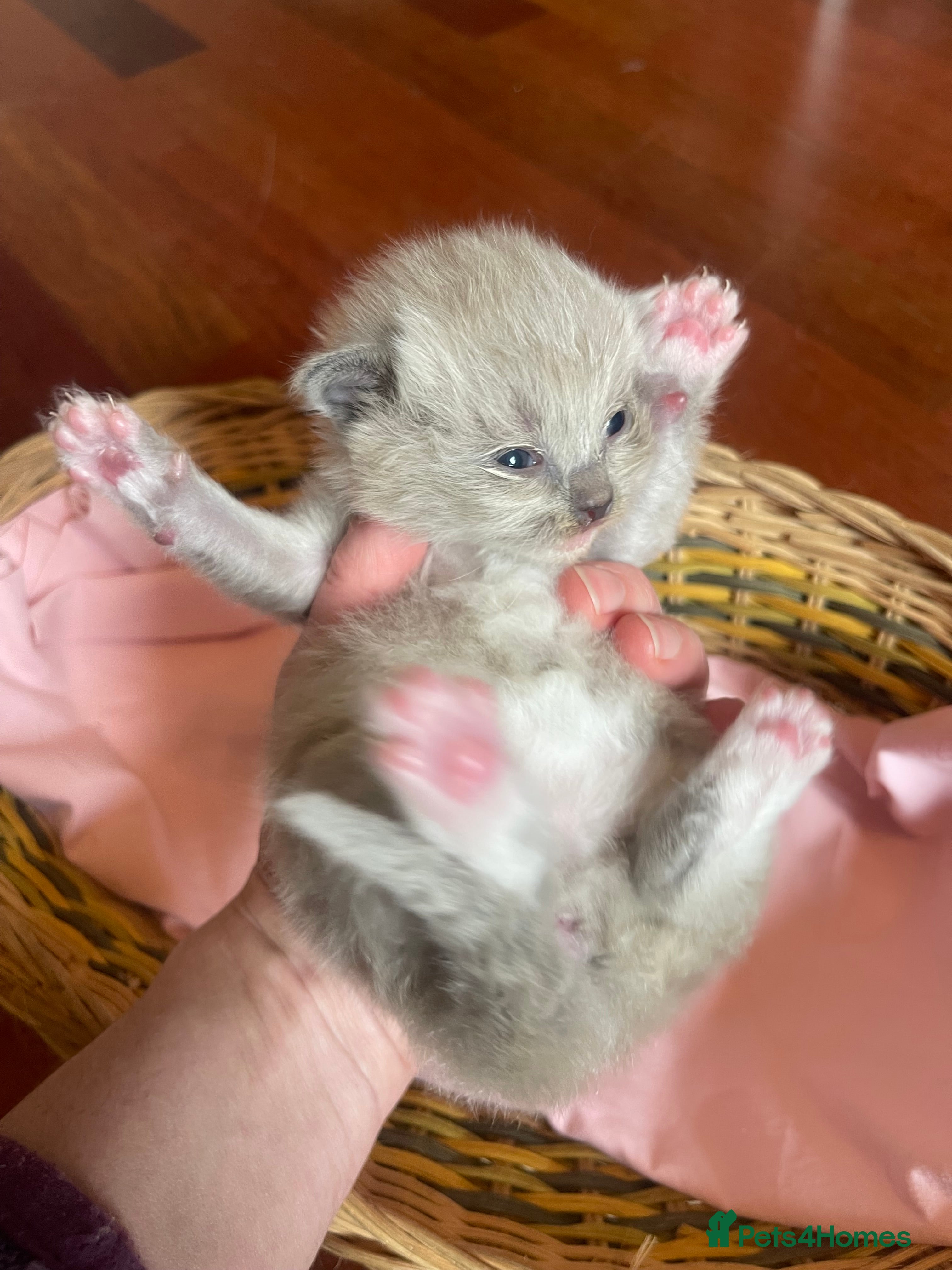Ragdoll cats Rare blue and sepia Mink Cherubim Ragdoll kittens  - Advert 1