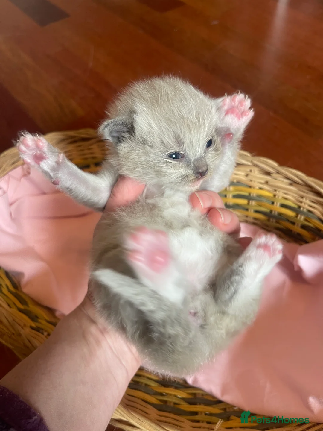 Ragdoll cats for sale: Rare blue and sepia Mink Cherubim Ragdoll kittens  - Advert 1