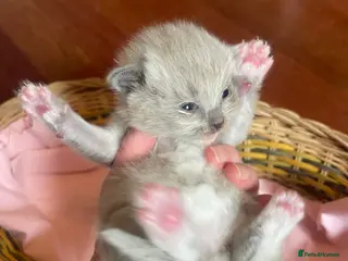 Ragdoll cats Rare blue and sepia Mink Cherubim Ragdoll kittens - Advert 1