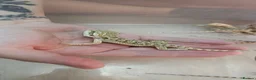 Bearded Dragon reptiles for sale: Baby bearded dragons citrus cross - Advert 4