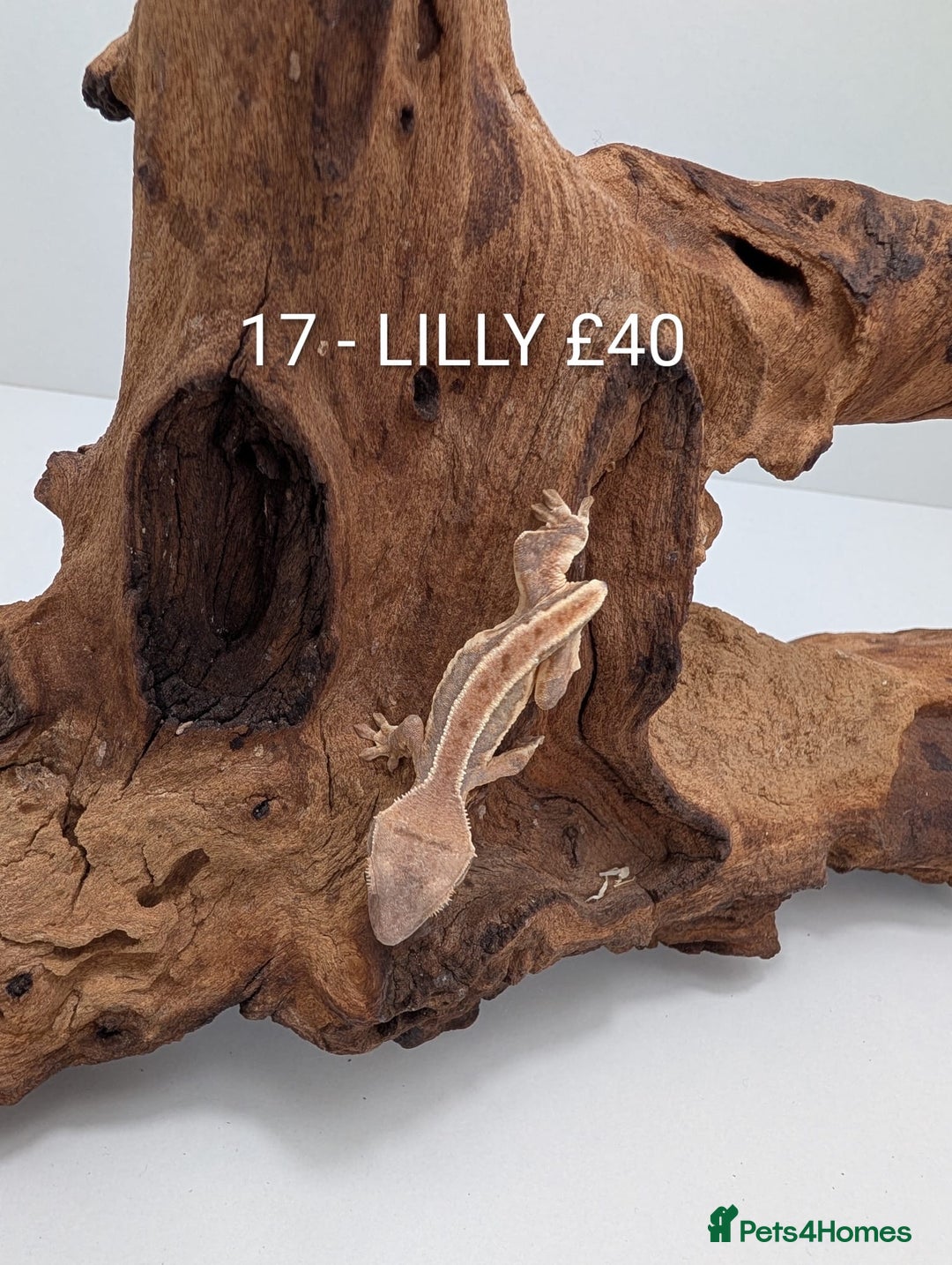 Gecko reptiles for sale: Beautiful baby crested geckos! - Advert 16