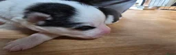 Siberian Husky dogs for sale: SIBERIAN HUSKY PUPS, 4 GIRLS, 1 BOY  - Advert 18