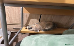 English Lop rabbits for sale: Matilda the lop-ear bunny  - Image 3
