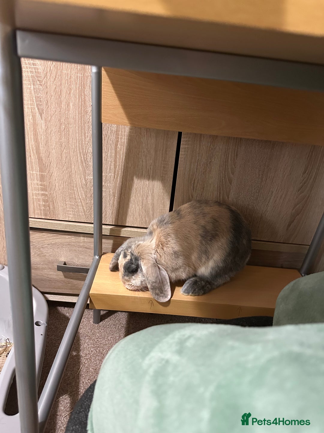 English Lop rabbits for sale: Matilda the lop-ear bunny  - Image 3